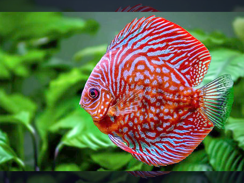 DISCUS