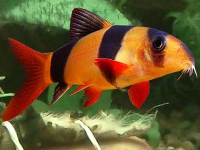 CLOWN LOACH FISH