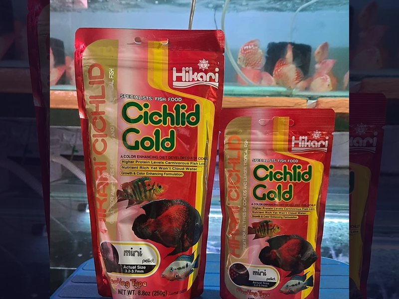 Cichild fish food