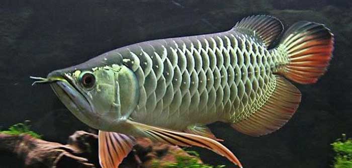 HIGH BACK GOLDEN AROWANA