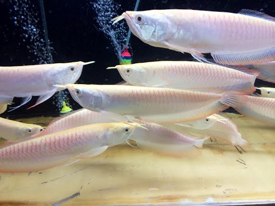 ALBINO SILVER AROWANA