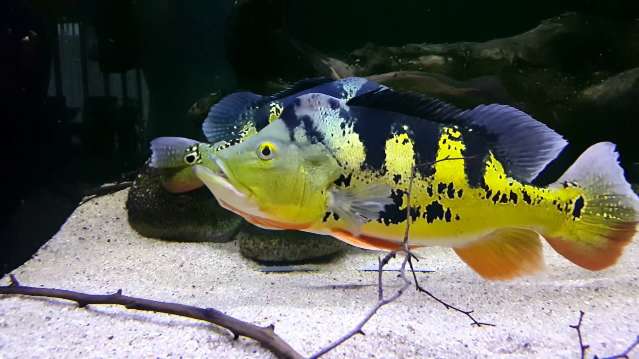 MONOCULUS PEACOCK BASS