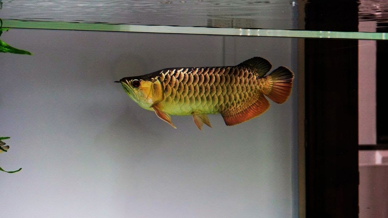 HIGH BACK GOLDEN AROWANA