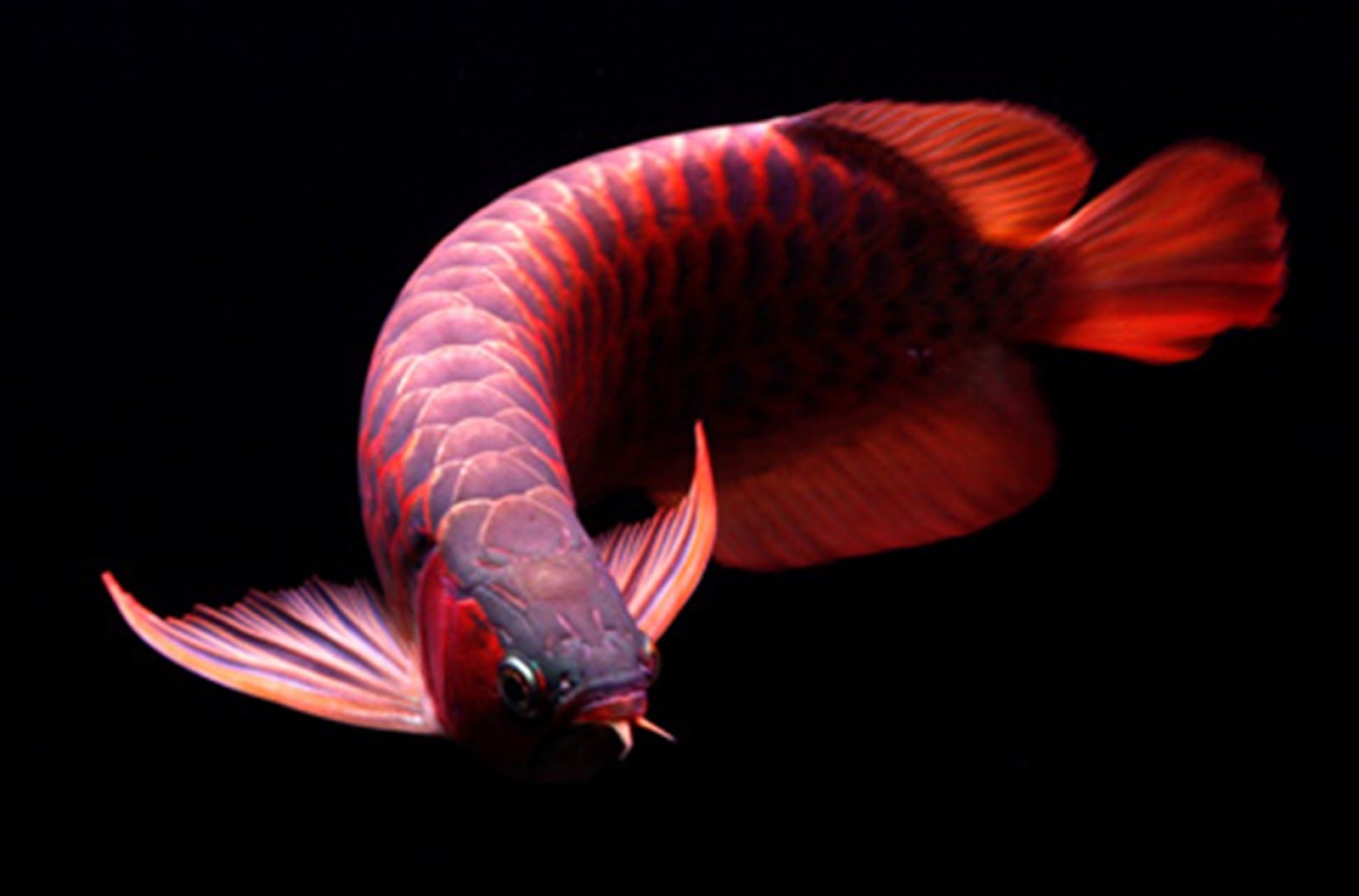 SUPER RED AROWANA