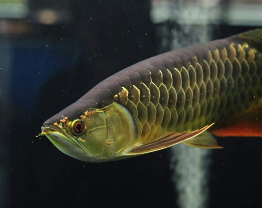 MALAYSIAN GOLDEN AROWANA