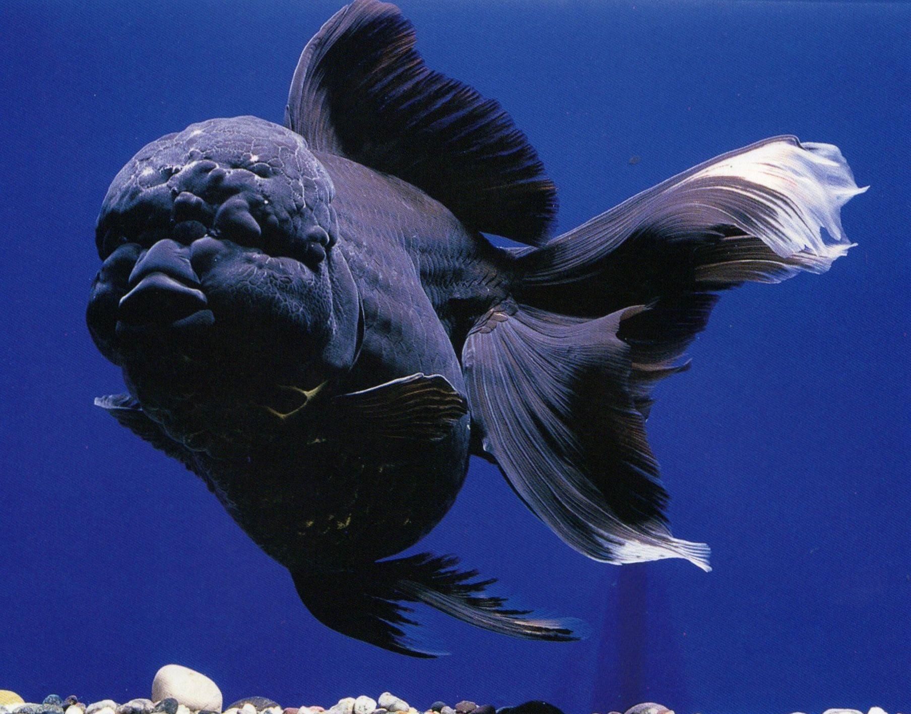 FULL BLACK ORANDA