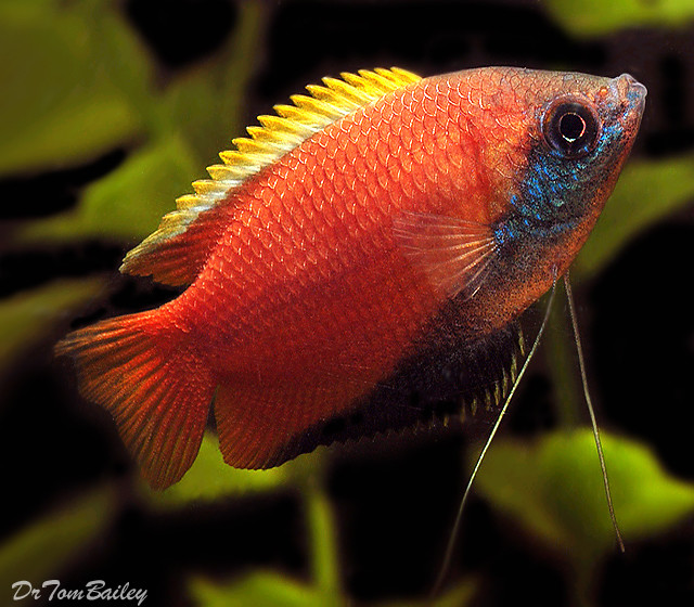 HONEY GOURAMI