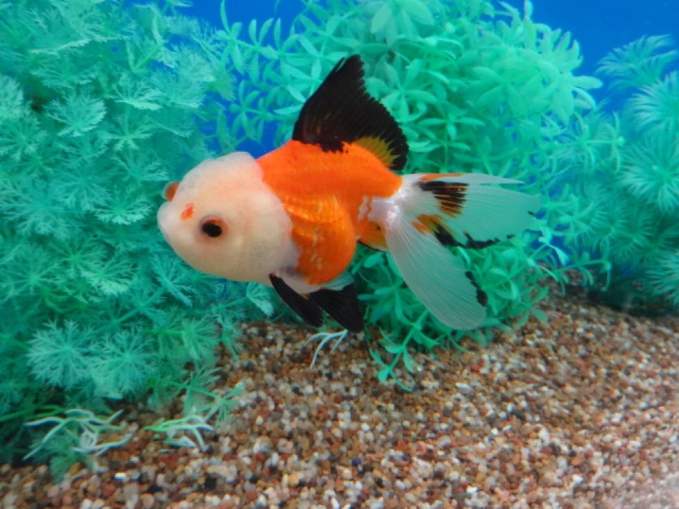 TRI COLOUR ORANDA