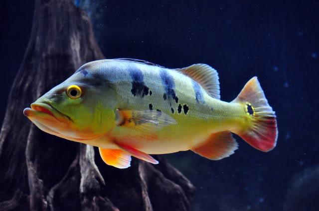 MONOCULAS PEACOCK BASS