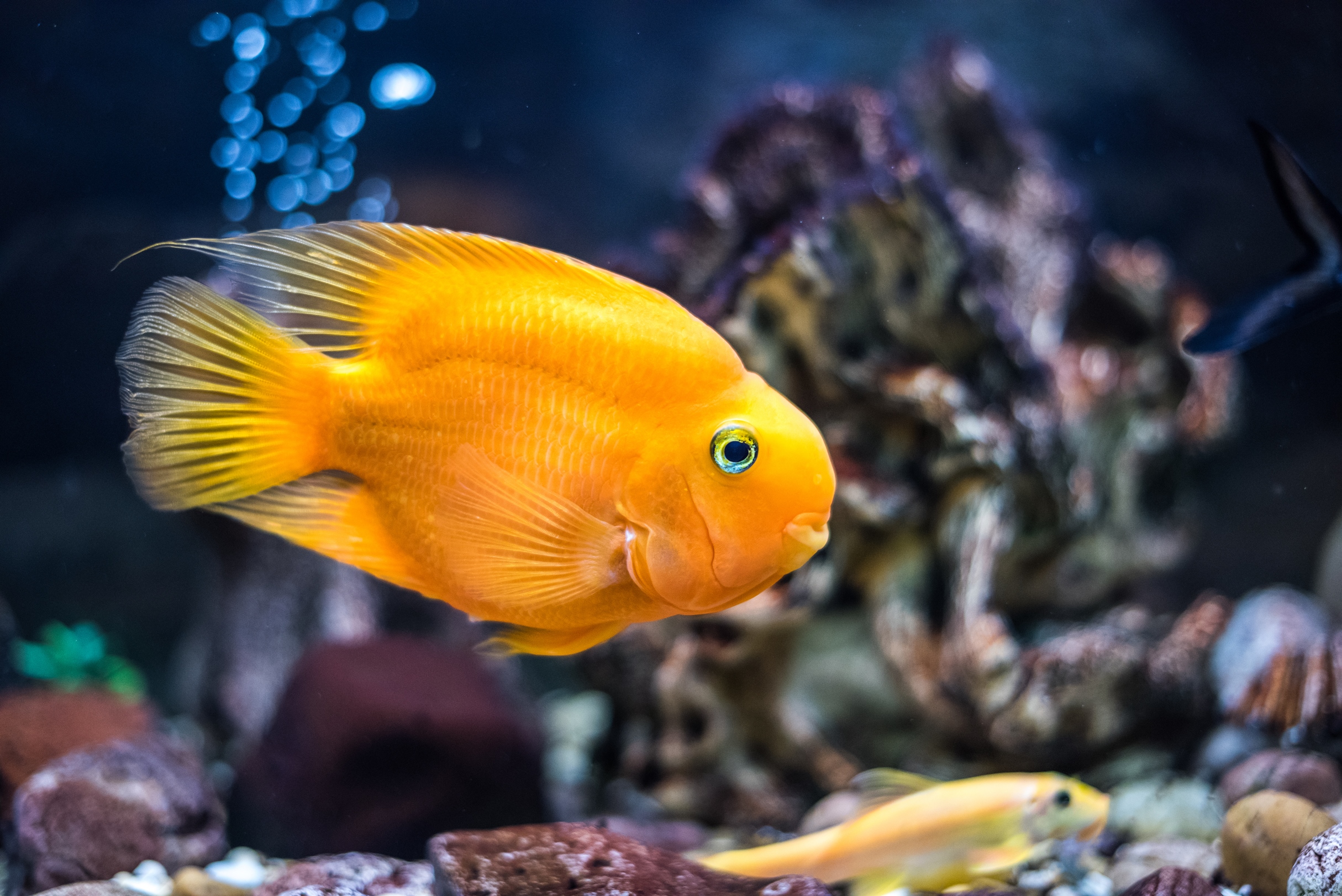 A blood parrot cichlid