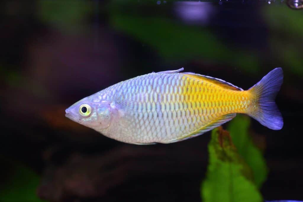 BOSEMONI RAINBOW