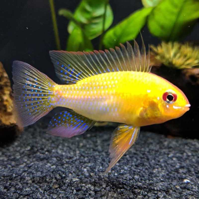 VAILTAIL GOLDEN RAM