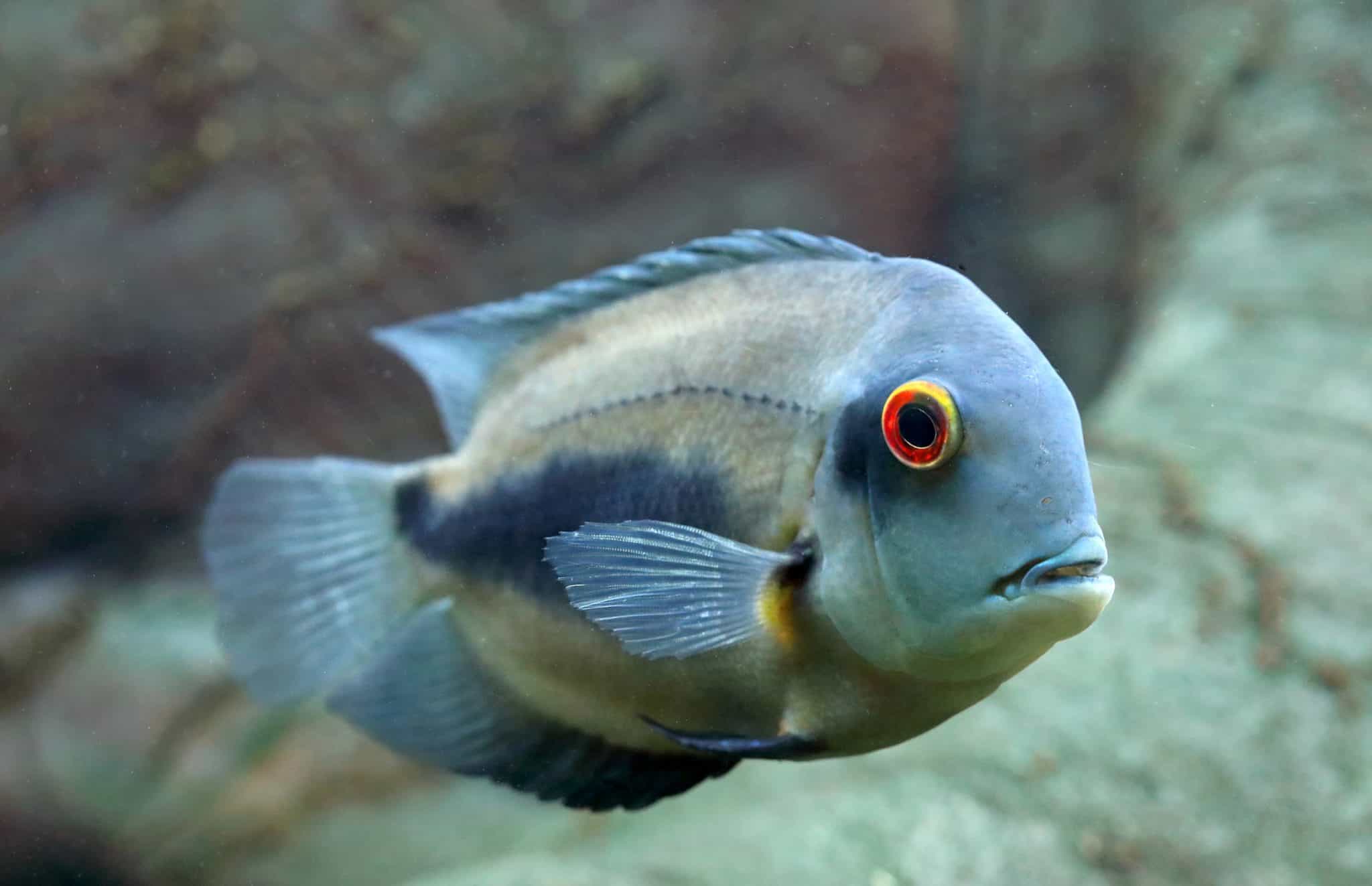 UARU CICHLID