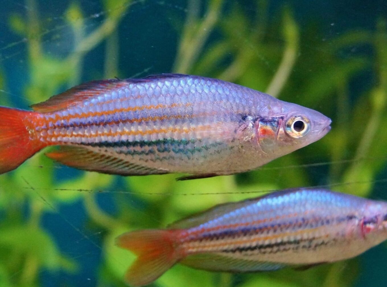 AUSTRALIAN RAINBOW