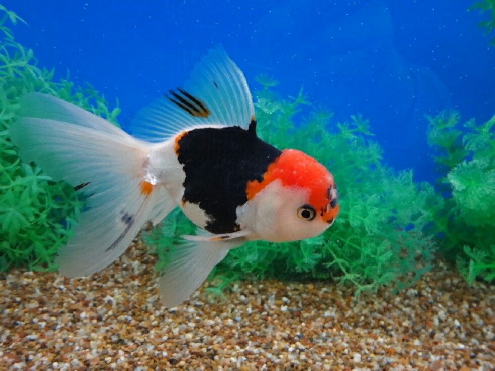 BI COLOUR ORANDA