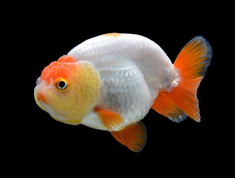 RANCHU GOLD FISH