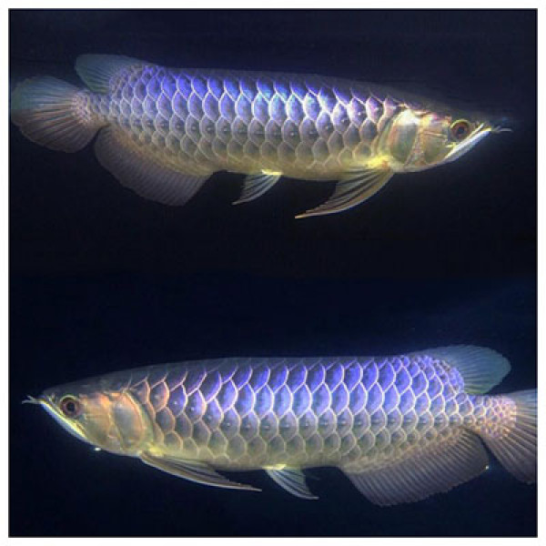 BLUE BASE GOLDEN AROWANA