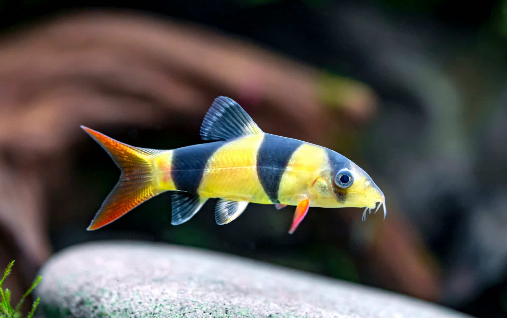 CLOWN LOACH