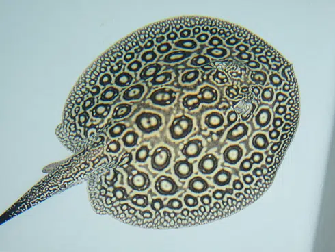 PEARL STING RAY