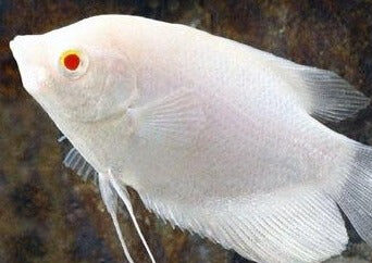 ALBINO GIANT GOURAMI