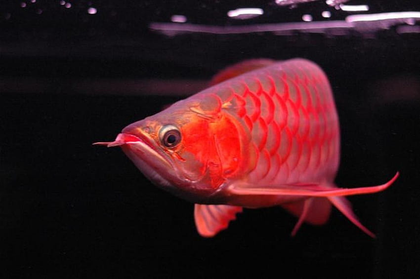 CHILLI RED AROWANA