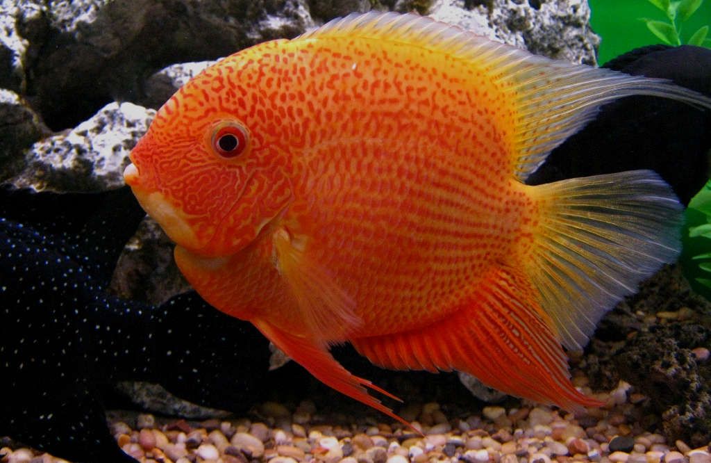 RED SPOTTED SEVERUM