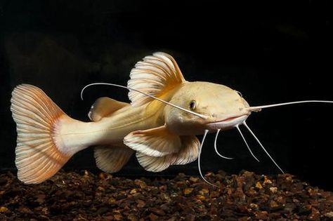 PLATINUM CATFISH