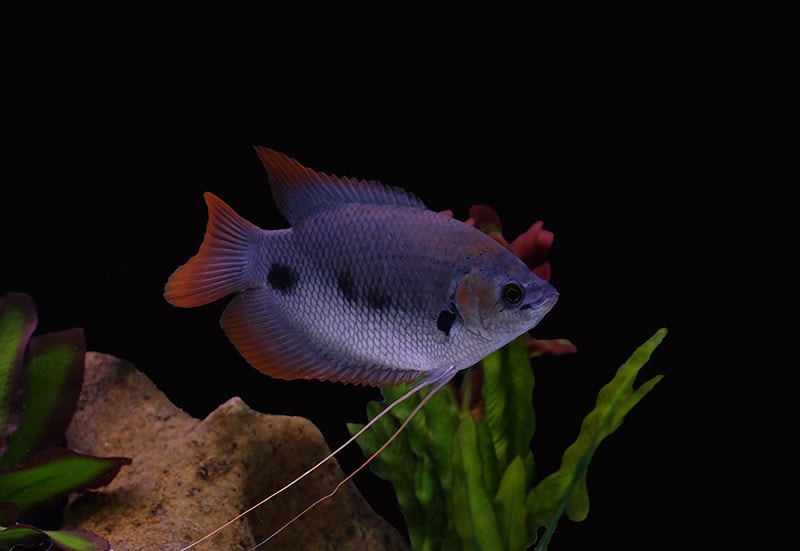 RED TAIL GOURAMI