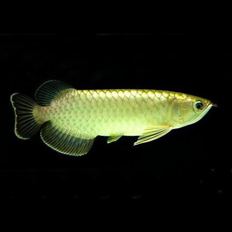 GREEN AROWANA