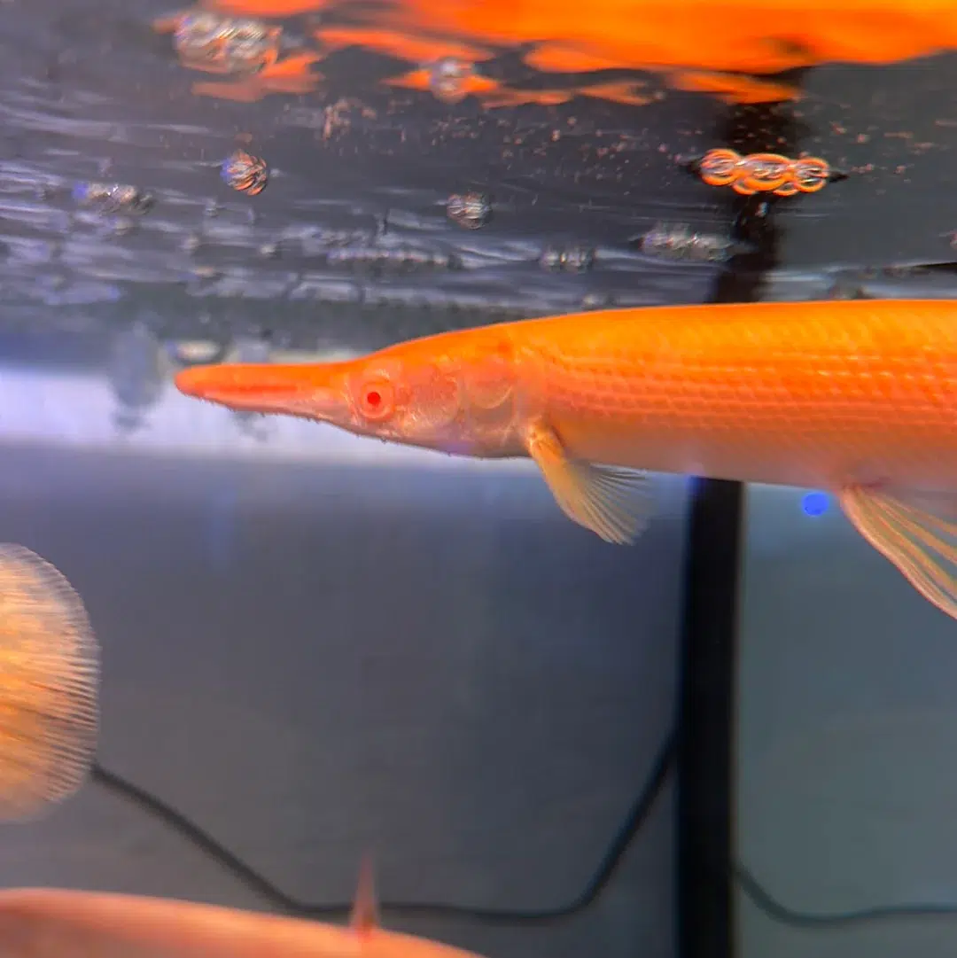 ALBINO GOLDEN GAR