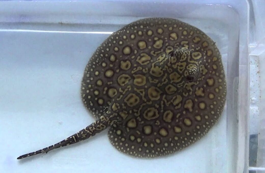 HYBRID MOTORO STING RAY