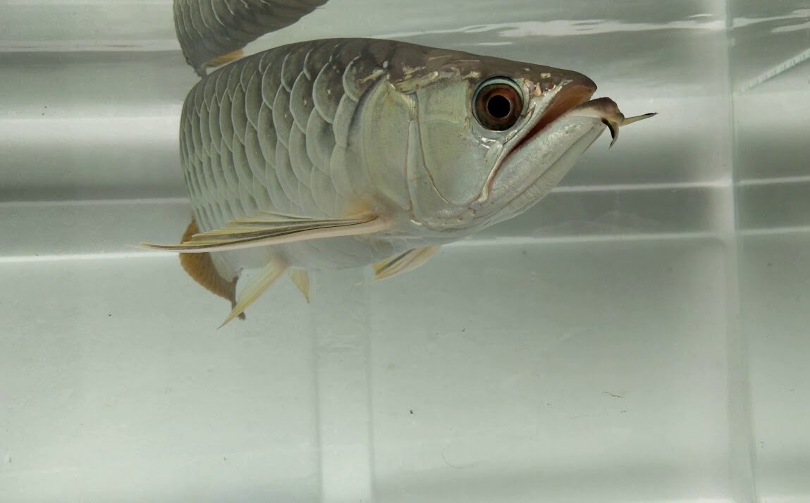 SUPER HIGH BACK GOLDEN AROWANA