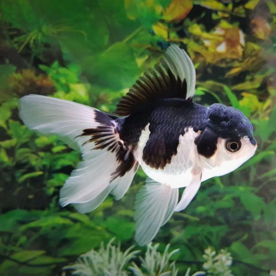 PANDA ORANDA