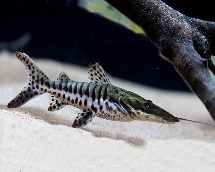 SHOVELNOSE CAT FISH