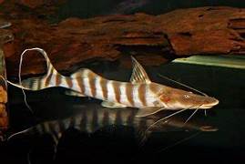 TIGRINUS CATFISH