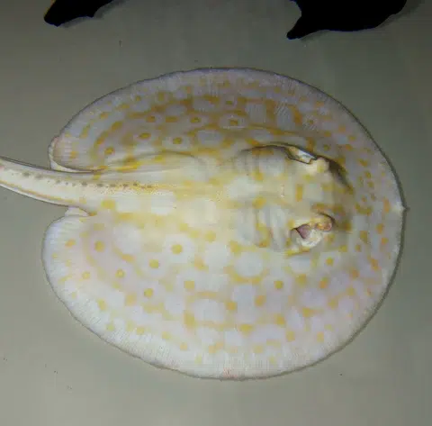 ALBINO DIAMOND STINGRAY