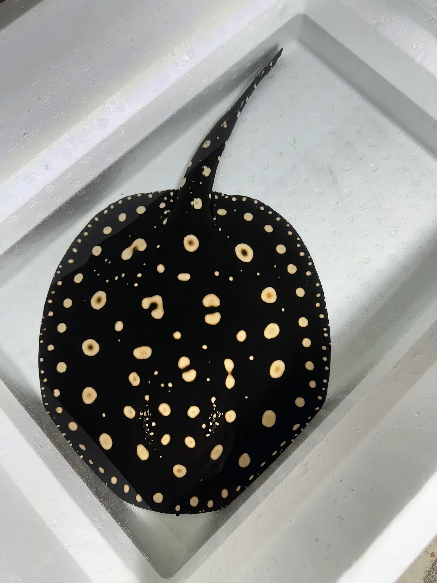 BLACK DIAMOND STINGRAY